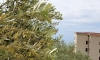 Apartmány GREGOVIC M&M, Petrovac, Apartmany