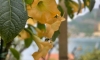 Apartmani Vucinovic, Tivat, Apartmani
