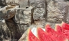 Apartmani Morski Raj , Sutomore, Apartamenty
