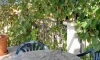 Apartman Drobnici, Reževići, Apartmani